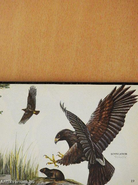 Unsere Raubvögel und Eulen