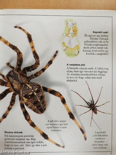 Csudálatos pókok