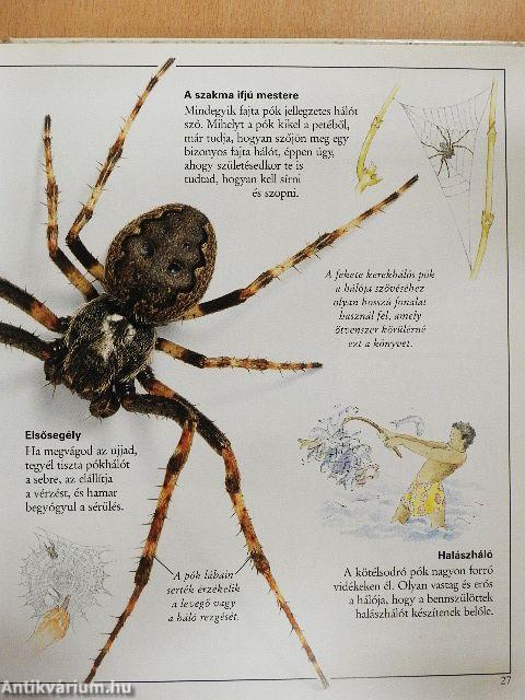 Csudálatos pókok