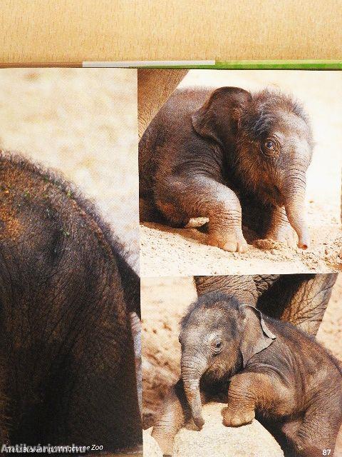 ZooBorns