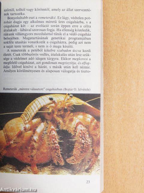 Kis etológia II.