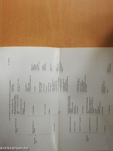 Határterületi differenciál-diagnosztika
