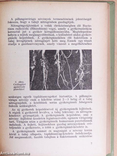 Szálastakarmányok termesztése