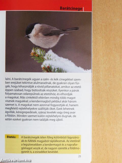 Madarak az etető körül