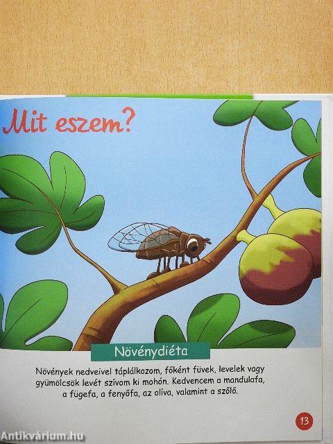 A tücsök és a kabóca