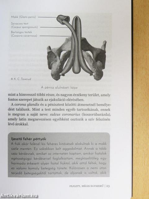 Pénisz