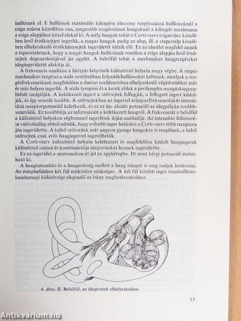 Fül-orr-gégészet