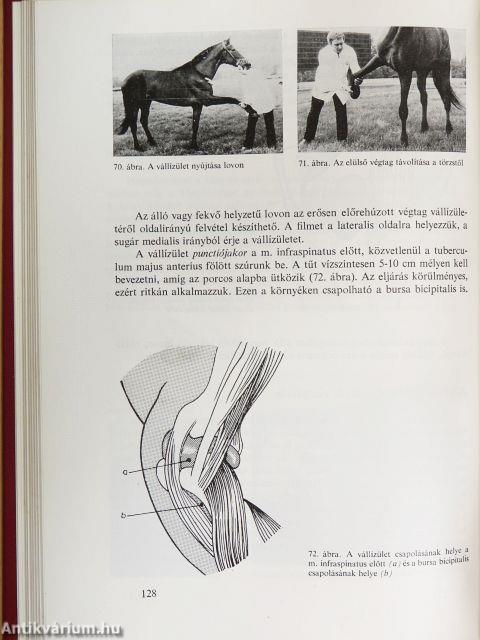 Állatorvosi sebészet 1.
