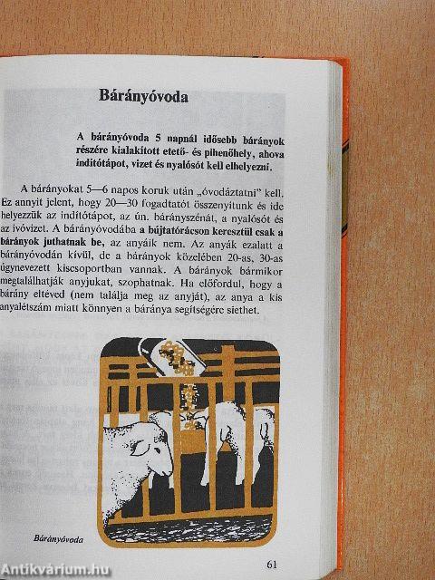 Bárányhústermelés iparszerűen