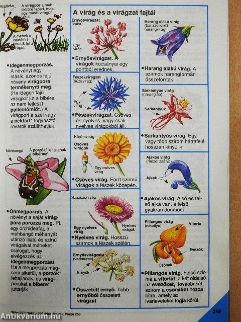 Képes Usborne enciklopédia