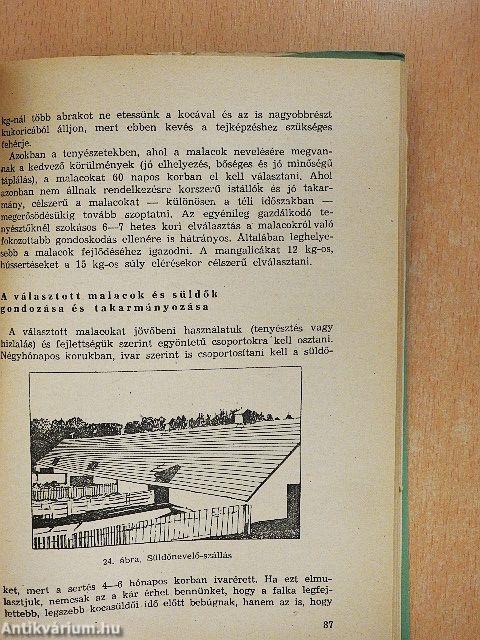 Sertéstenyésztés
