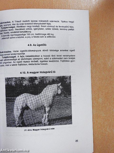 Lótenyésztés