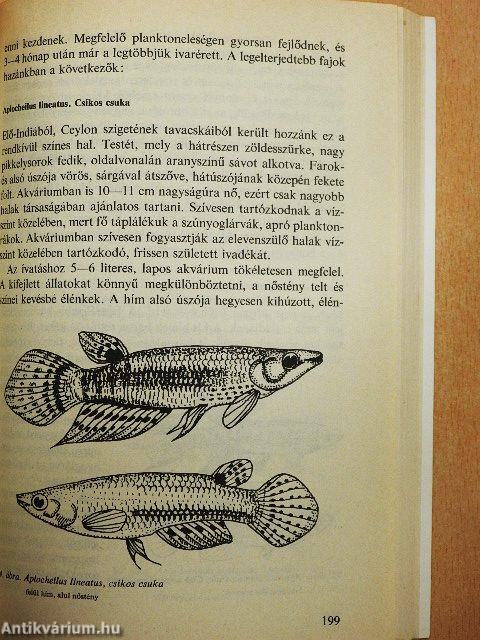 Akvarisztika