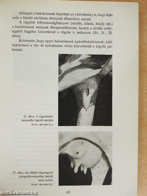 A tőgygyulladás elleni védekezés