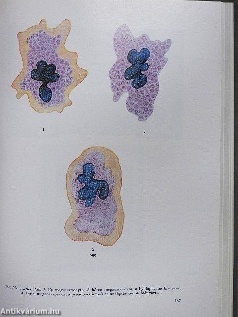 A kórbonctan elemei 1-3.