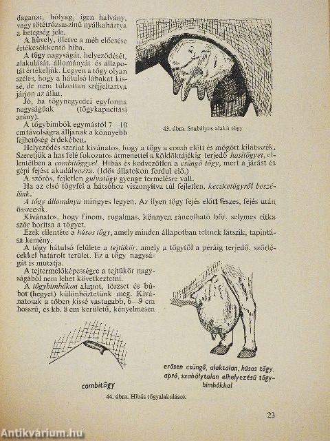 Szarvasmarhatenyésztés