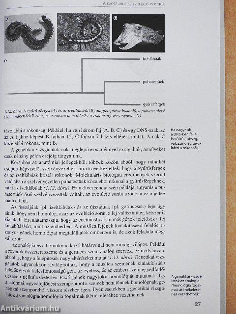 Az önszervező anyag