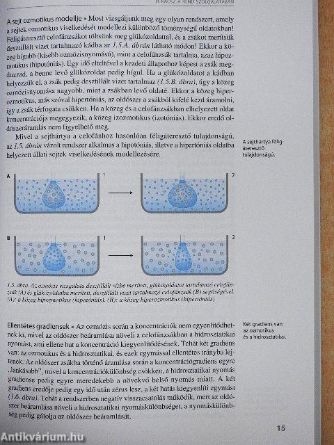 Az önszervező anyag