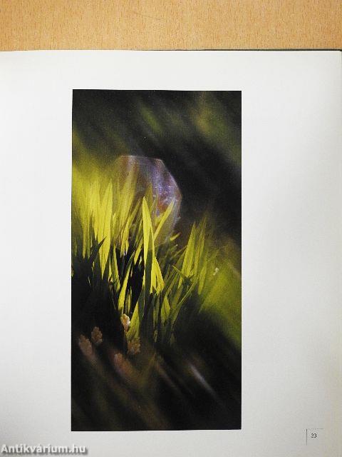 Kert-Éden