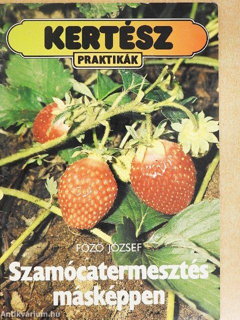 Szamócatermesztés másképpen
