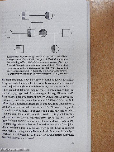 A pónihal lámpása