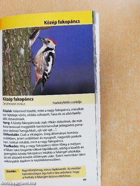 Madarak az etető körül