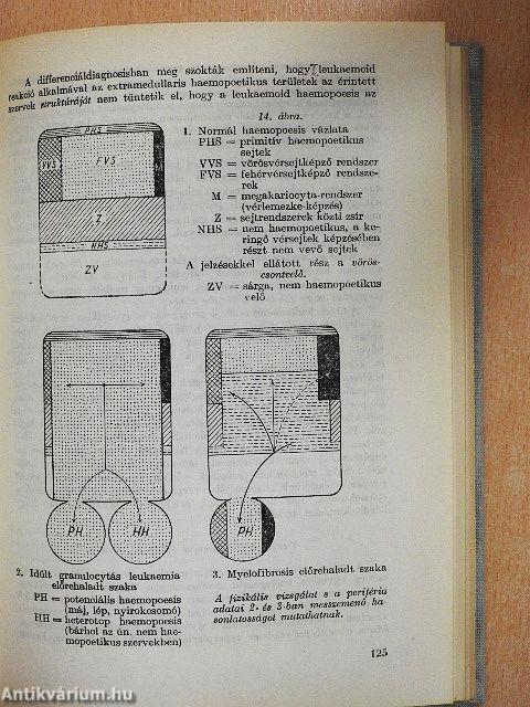 A klinikai haematologia alapvonalai