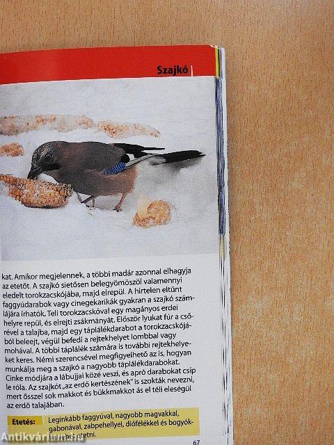 Madarak az etető körül