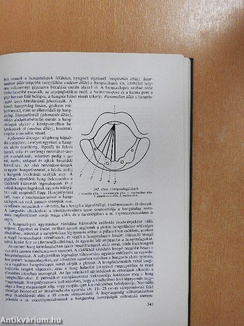 Fül-, orr-, gégebetegségek