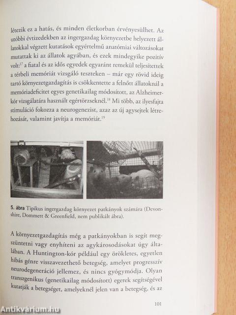 Az agy 24 órája