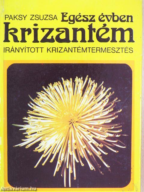 Egész évben krizantém