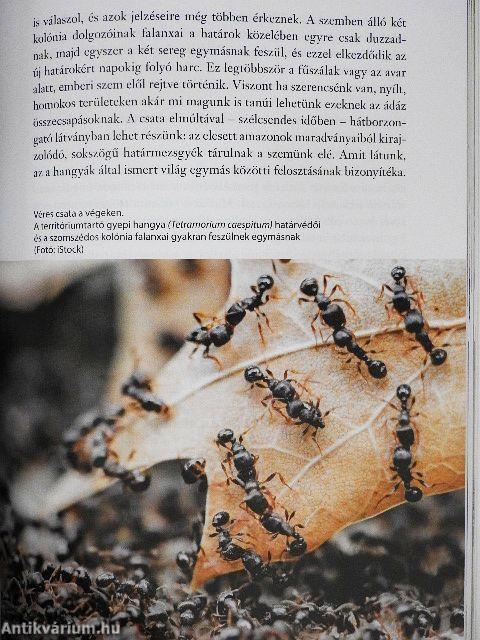 A földi idegenek