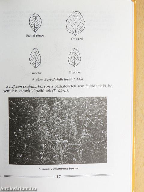 A zöldborsó