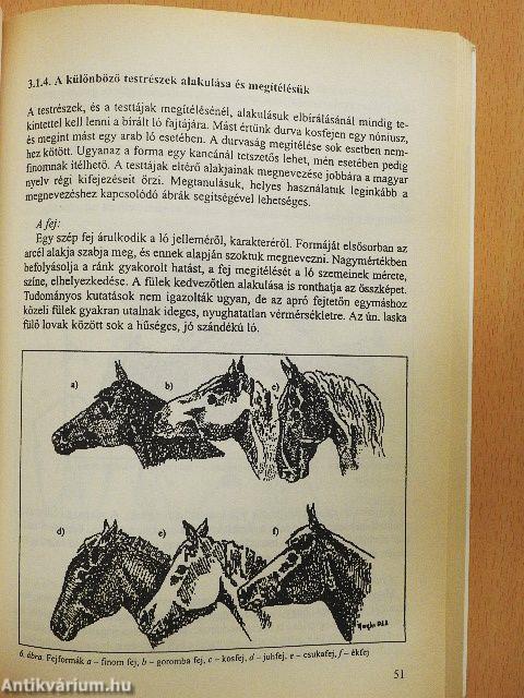 Lótenyésztés