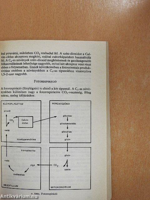 A cukorrépa termesztése