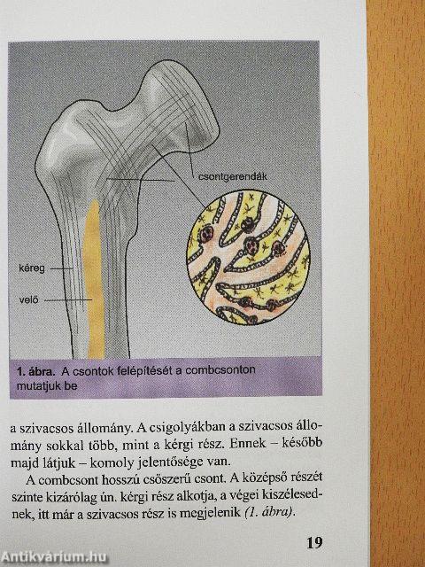Oszteoporózis