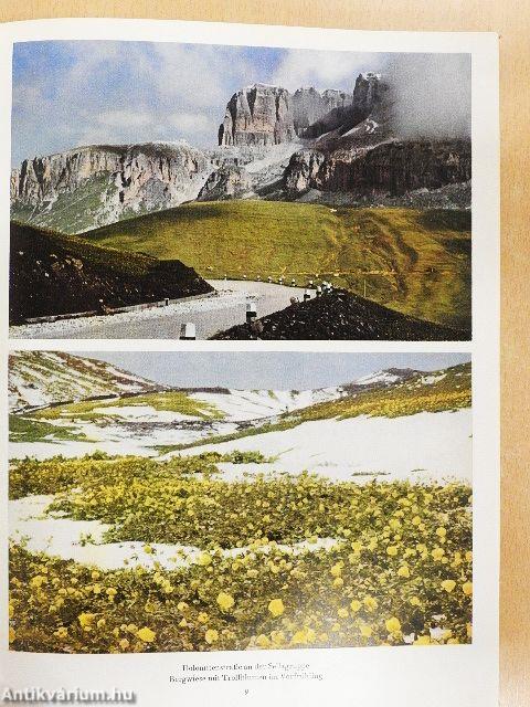 Es Blüht in den Dolomiten