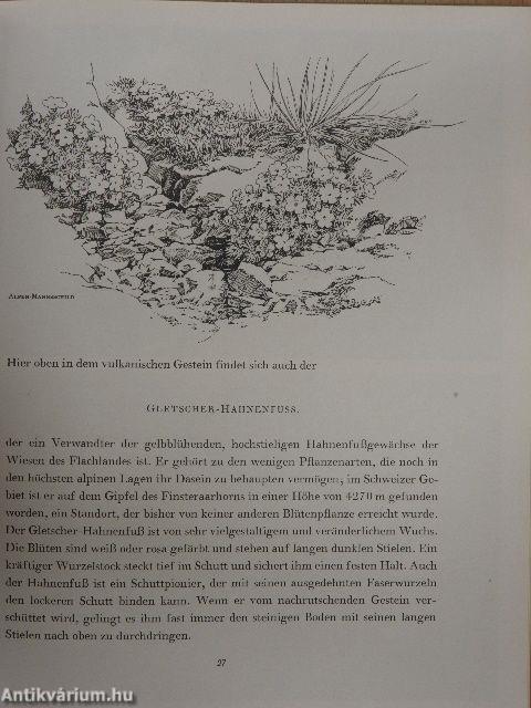 Es Blüht in den Dolomiten