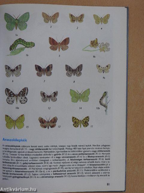 Állatismeret
