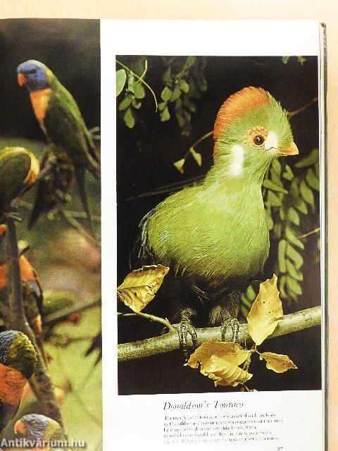 The Birds