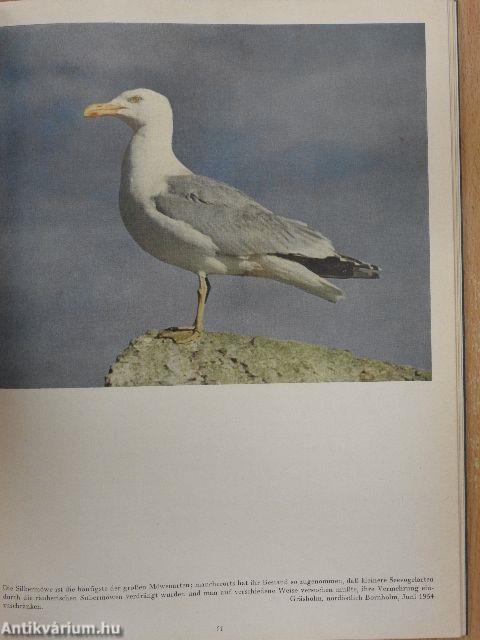 Vögel im Norden