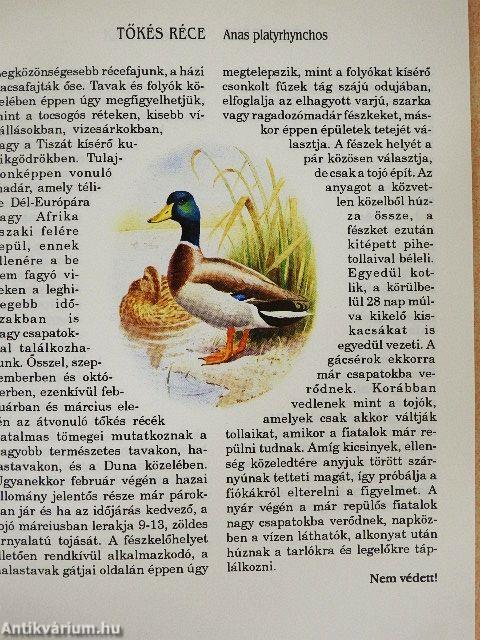 Madarak földön, égen