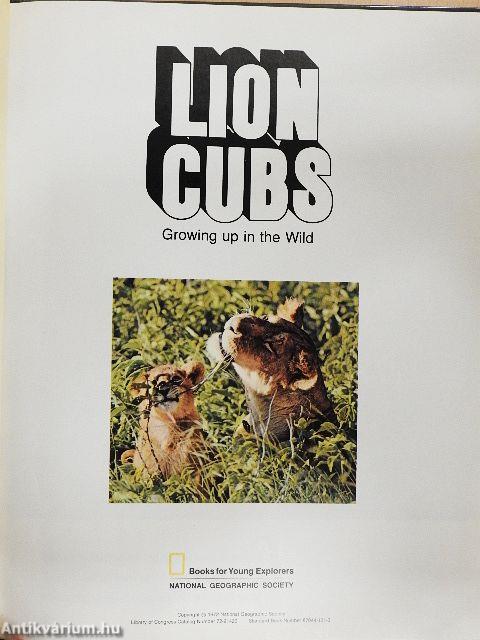 Lion Cubs