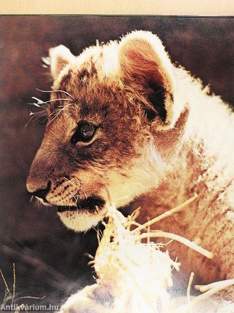 Lion Cubs