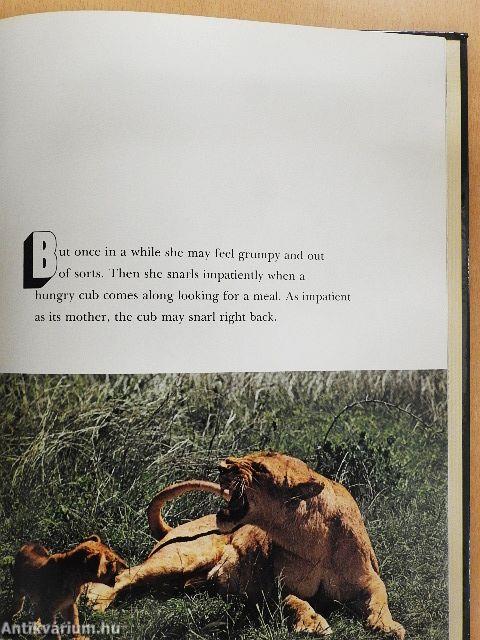 Lion Cubs