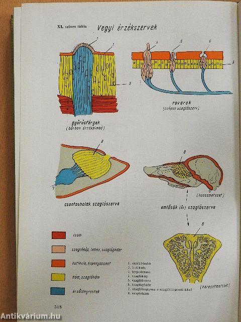 Állattan