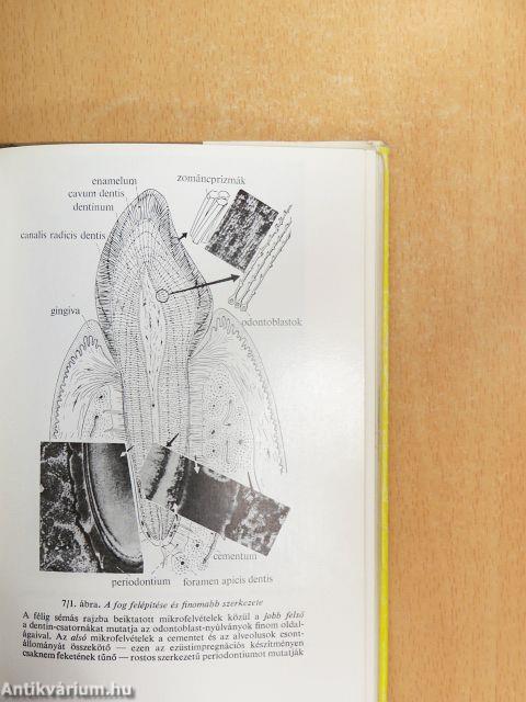 Functionalis anatomia 2.