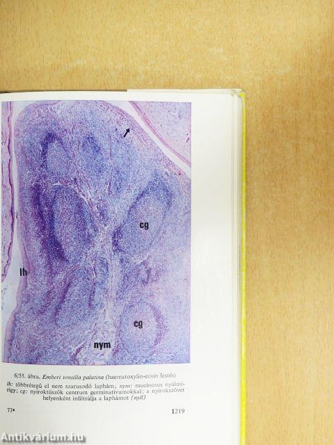 Functionalis anatomia 2.