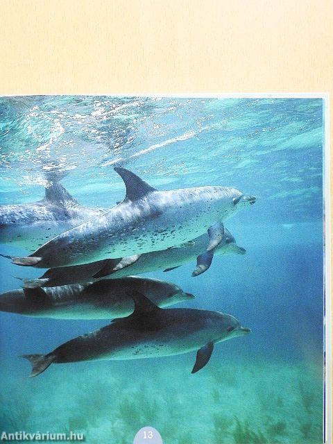 Delfinek