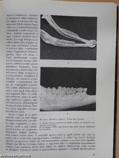 Stomatologia